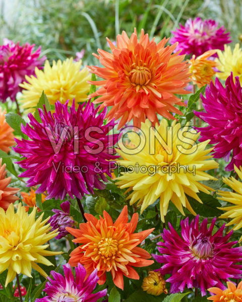 Dahlia kleurrijke mix Dahlia kleurrijke mix