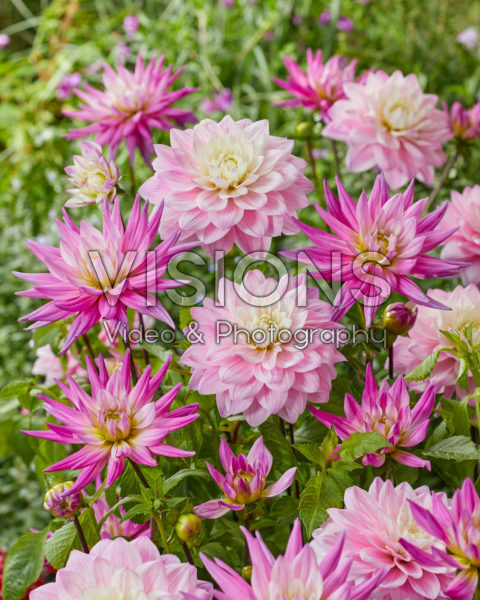 Dahlia Karma Prospero, Karma Pink Corona Dahlia Karma Prospero, Karma Pink Corona