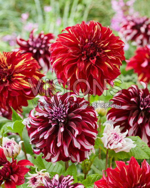 Dahlia Tartan, Bohemian Spartacus Dahlia Tartan, Bohemian Spartacus