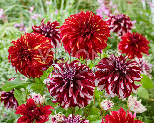 Dahlia Tartan, Bohemian Spartacus Dahlia Tartan, Bohemian Spartacus