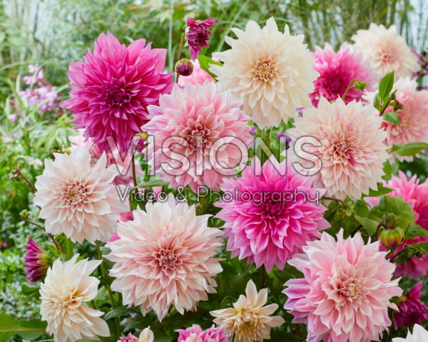 Dahlia Cafe au Lait mix Dahlia Cafe au Lait mix