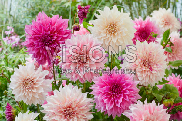 Dahlia Cafe au Lait mix Dahlia Cafe au Lait mix