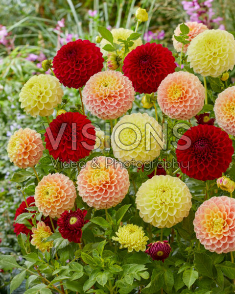 Bal Dahlia mix Bal Dahlia mix