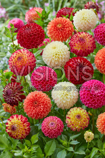 Dahlia Jowey mix Dahlia Jowey mix