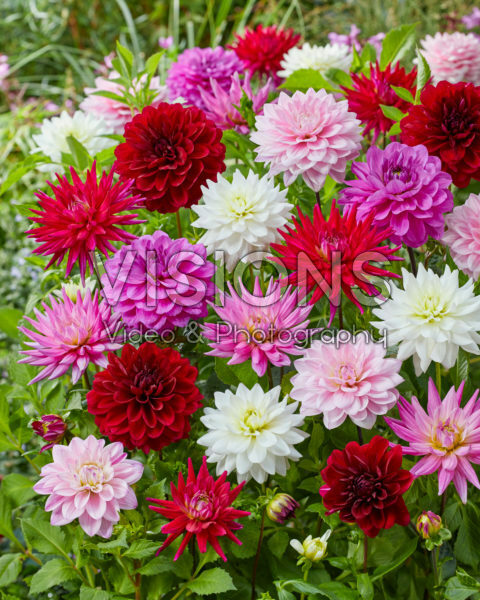 Dahlia Karma mix Dahlia Karma mix