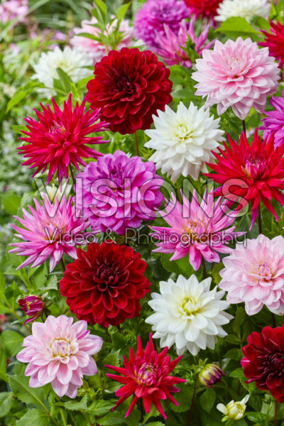 Dahlia Karma mix Dahlia Karma mix