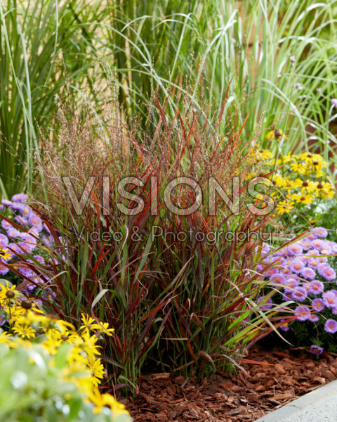 Panicum virgatum Hot Rod