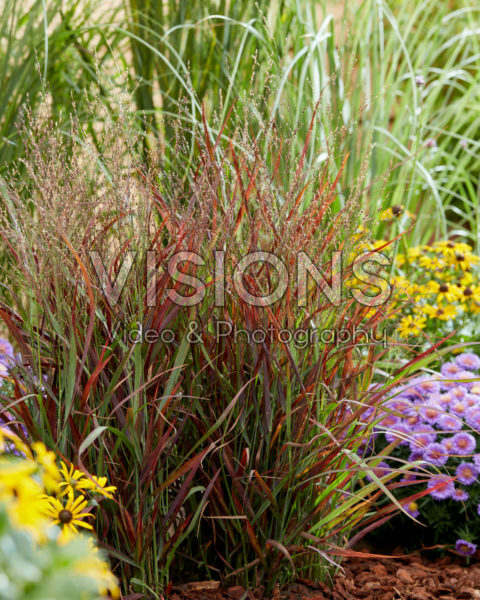 Panicum virgatum Hot Rod Panicum virgatum Hot Rod