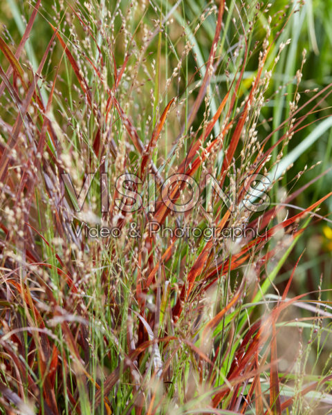 Panicum virgatum Hot Rod Panicum virgatum Hot Rod