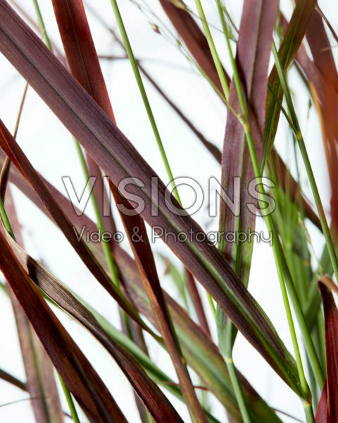 Panicum virgatum Hot Rod