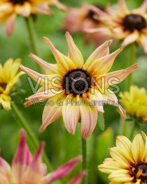 Rudbeckia Enchanted Peach Melba Rudbeckia Enchanted Peach Melba