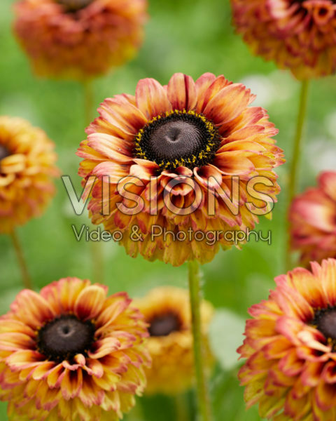Rudbeckia Enchanted Summer Sunset Rudbeckia Enchanted Summer Sunset