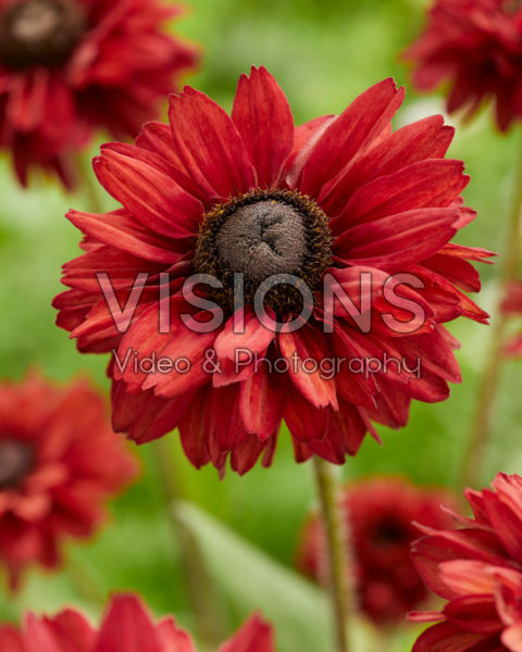 Rudbeckia Enchanted Romance Rudbeckia Enchanted Romance