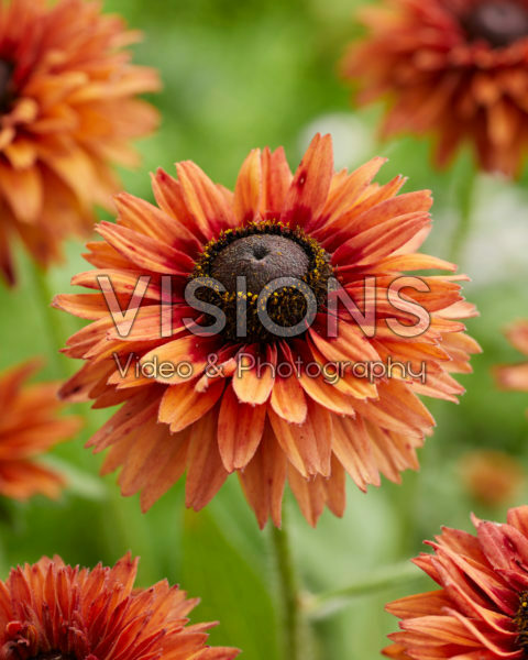 Rudbeckia Enchanted Sun Rudbeckia Enchanted Sun