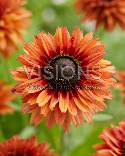 Rudbeckia Enchanted Sun Rudbeckia Enchanted Sun