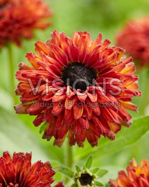 Rudbeckia Enchanted Nightfall Rudbeckia Enchanted Nightfall