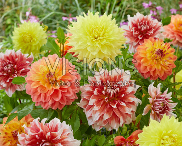 Decoratieve Dahlia mix Decoratieve Dahlia mix