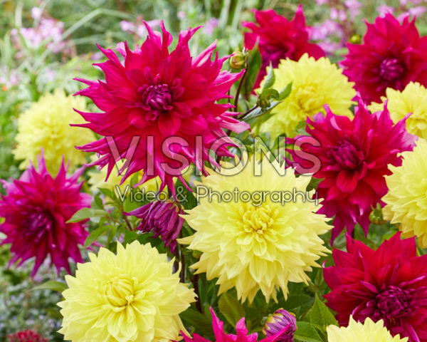 Dahlia Wanda's Capella, Jocondo Dahlia Wanda's Capella, Jocondo