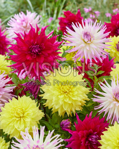 Dahlia mix Dahlia mix