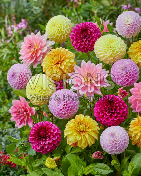 DAZZLING DAHLIA COMBINATIONS