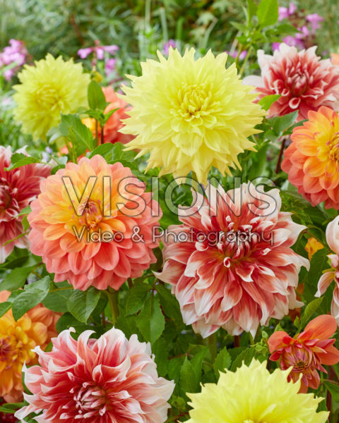 Decorative Dahlia blend Decorative Dahlia blend