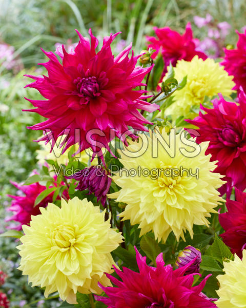 Dahlia Wanda's Capella, Jocondo Dahlia Wanda's Capella, Jocondo
