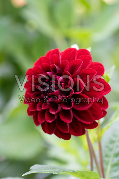 Dahlia Pallada Dahlia Pallada