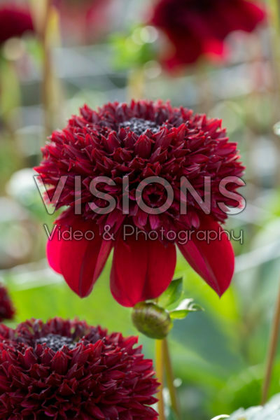 Dahlia PK-20-44