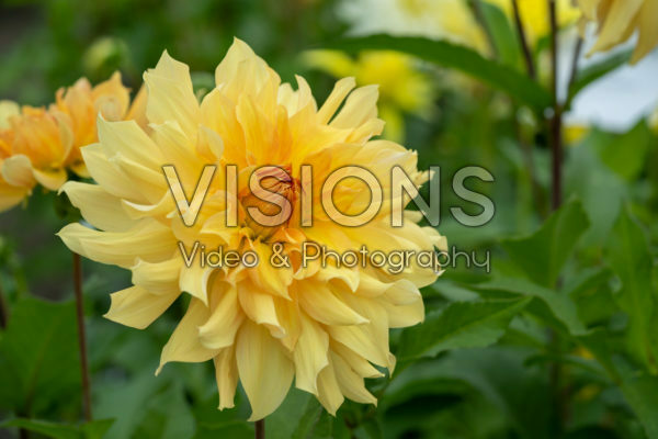 Dahlia Big Brother Dahlia Big Brother