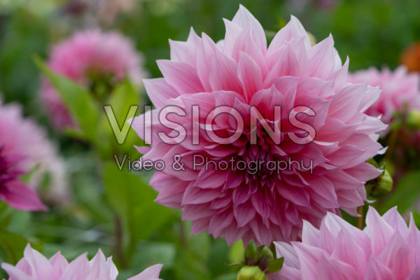 Dahlia Cafe Au Lait Rosé Dahlia Cafe Au Lait Rosé