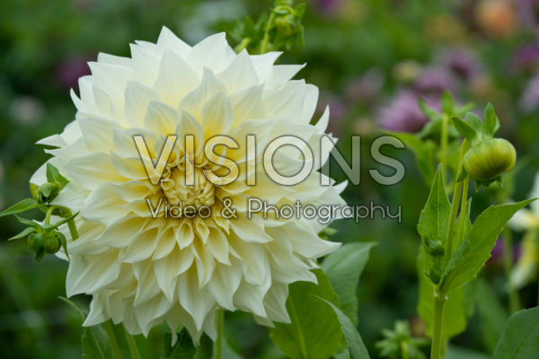 Dahlia Cafe au Lait Supreme Dahlia Cafe au Lait Supreme