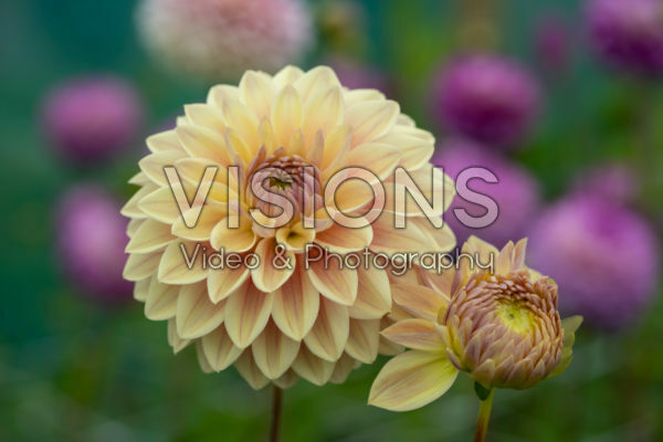 Dahlia Dusty Beauty Dahlia Dusty Beauty