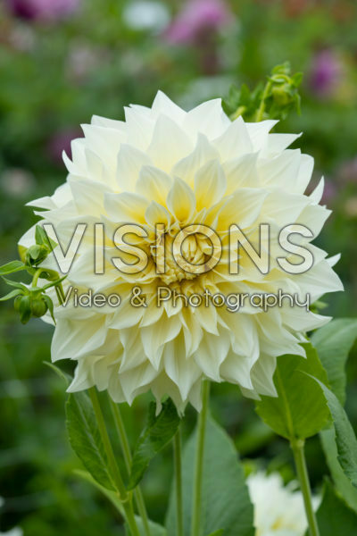 Dahlia Cafe au Lait Supreme Dahlia Cafe au Lait Supreme