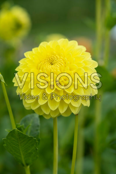 Dahlia Blyton Golden Girl