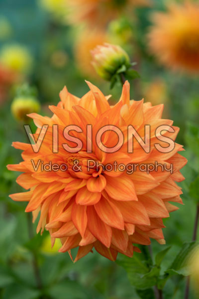 Dahlia Neon Splendour Dahlia Neon Splendour