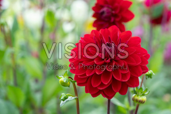 Dahlia Anna Cornelia Dahlia Anna Cornelia