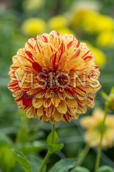 Dahlia Gloriosa Dahlia Gloriosa