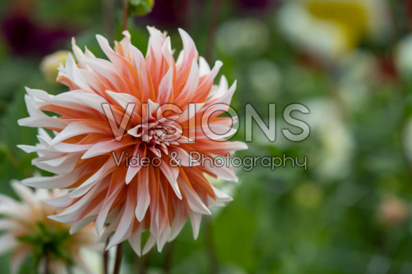 Dahlia Hans Auinger Dahlia Hans Auinger
