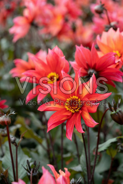 Dahlia Waltzing Mathilda Dahlia Waltzing Mathilda