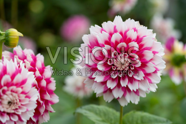 Dahlia Fuzzy Wuzzy Dahlia Fuzzy Wuzzy