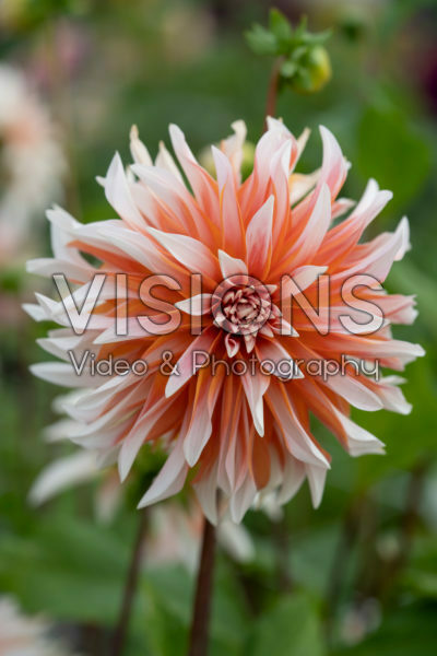 Dahlia Hans Auinger Dahlia Hans Auinger