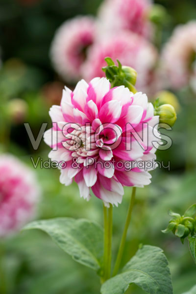Dahlia Fuzzy Wuzzy Dahlia Fuzzy Wuzzy