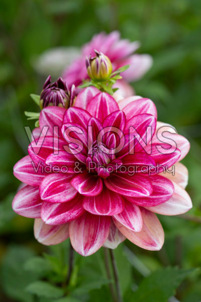 Dahlia Hemisphere