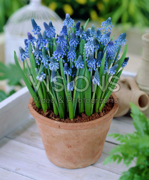 Muscari Muscari