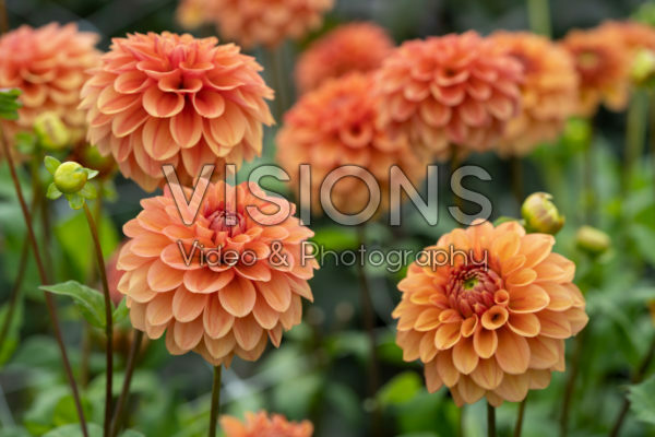 Dahlia Iced Tea Dahlia Iced Tea