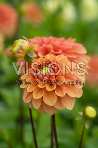 Dahlia Iced Tea Dahlia Iced Tea