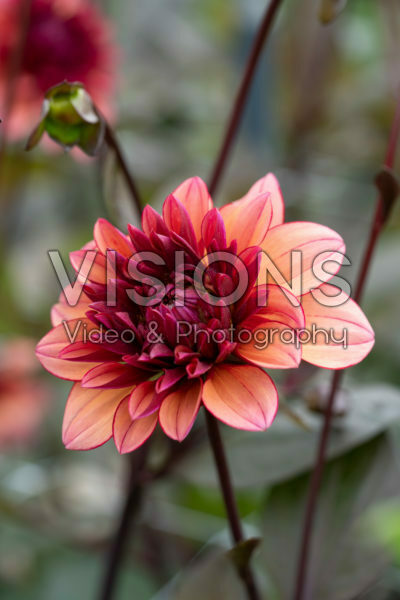 Dahlia Molly Raven Dahlia Molly Raven