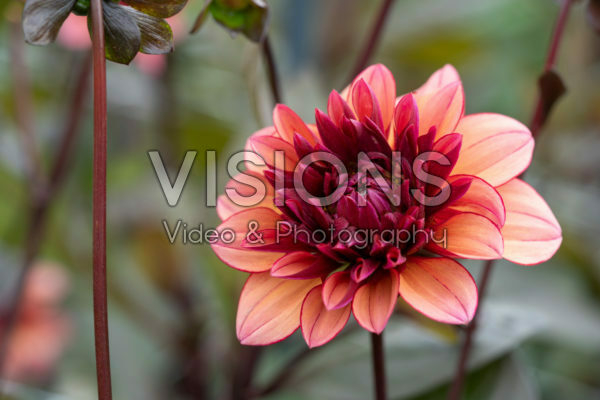 Dahlia Molly Raven Dahlia Molly Raven