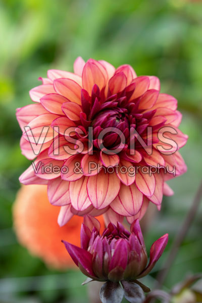 Dahlia Molly Raven Dahlia Molly Raven