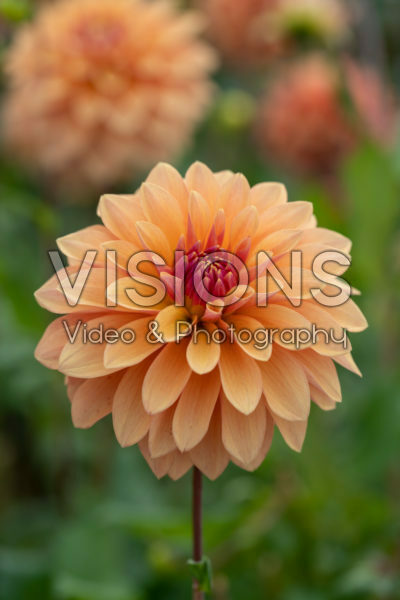 Dahlia Kick Off